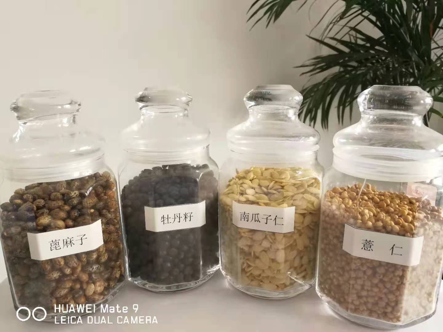 山东冷榨红花油