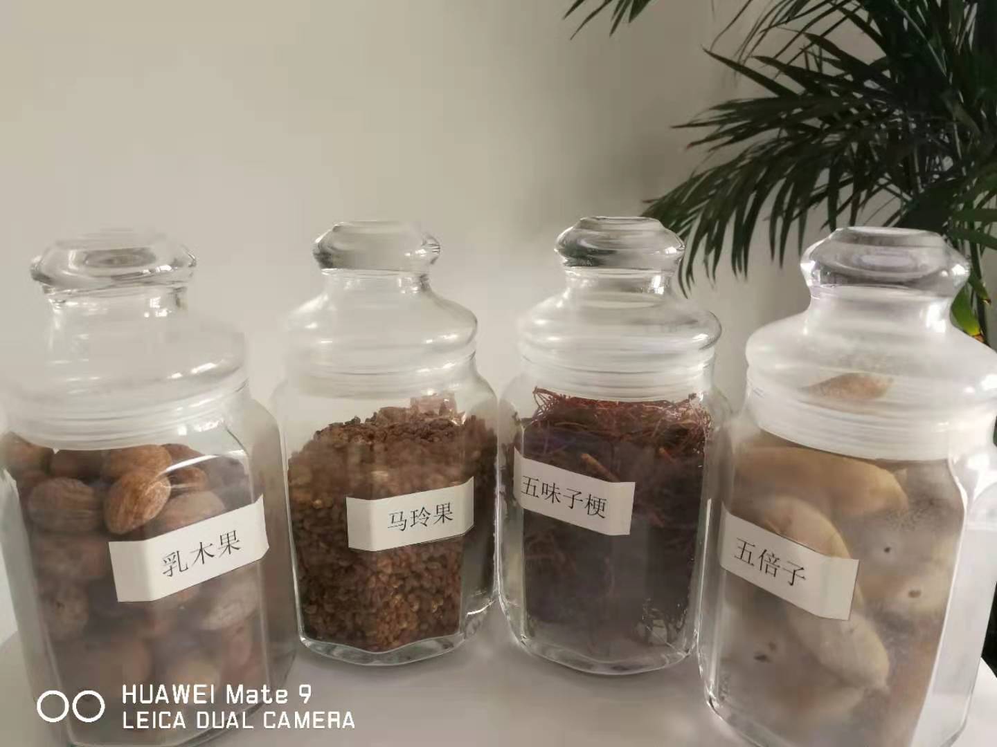 山东低温冷榨山茶油